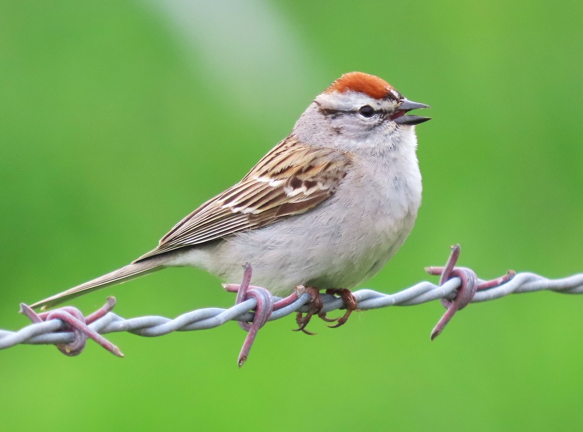 Chipping Sparrow - ML617991786