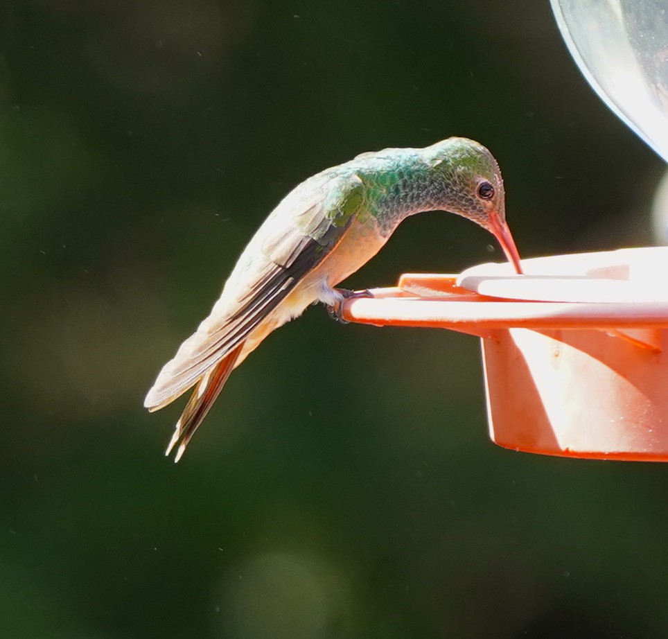 Buff-bellied Hummingbird - ML617991788