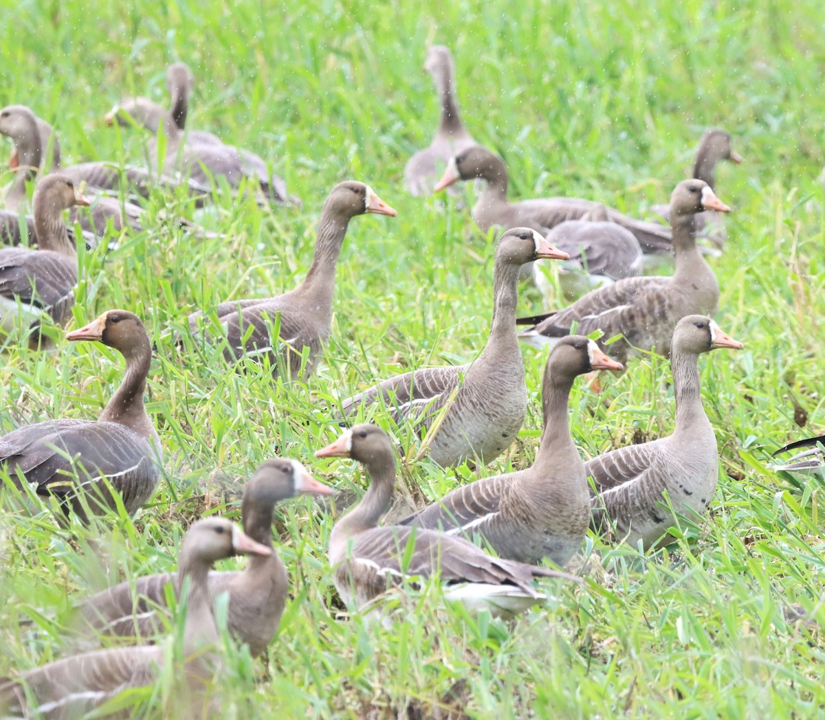 Greater White-fronted Goose - ML617991828
