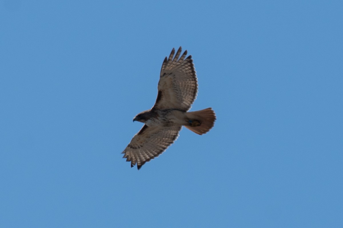 Red-tailed Hawk - ML617991885