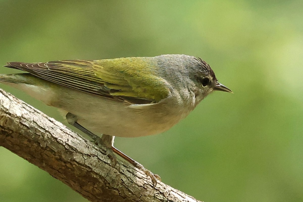 Tennessee Warbler - Connie yarbrough