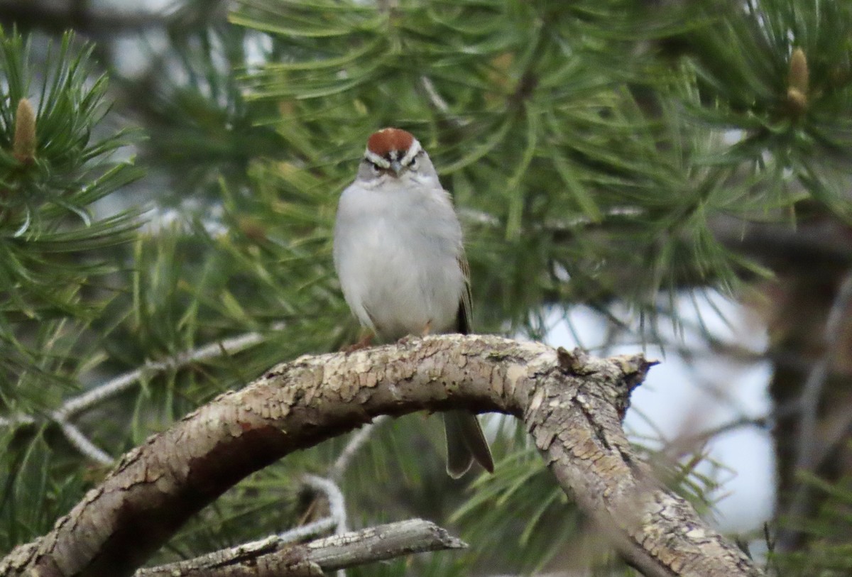 Chipping Sparrow - Meg Reck