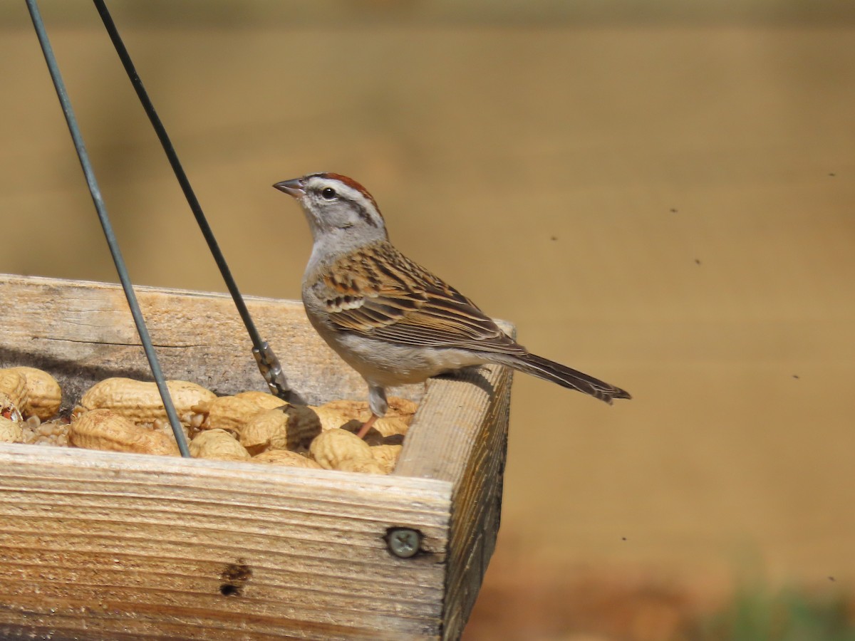Chipping Sparrow - ML617991923