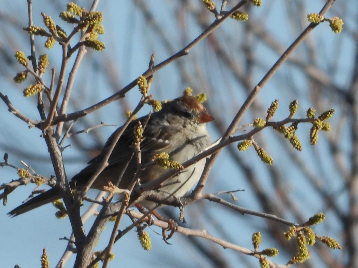White-crowned Sparrow - ML617991926