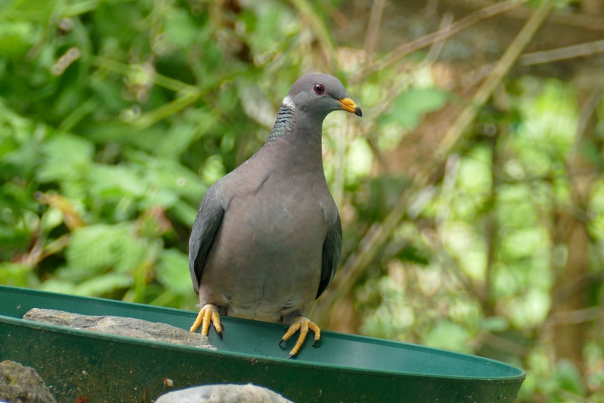 Band-tailed Pigeon - ML617991962
