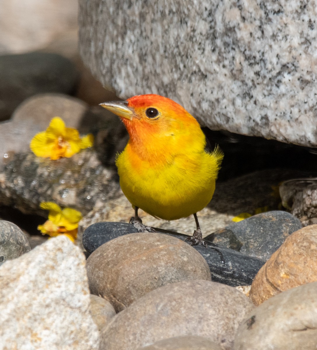 Western Tanager - ML617991969
