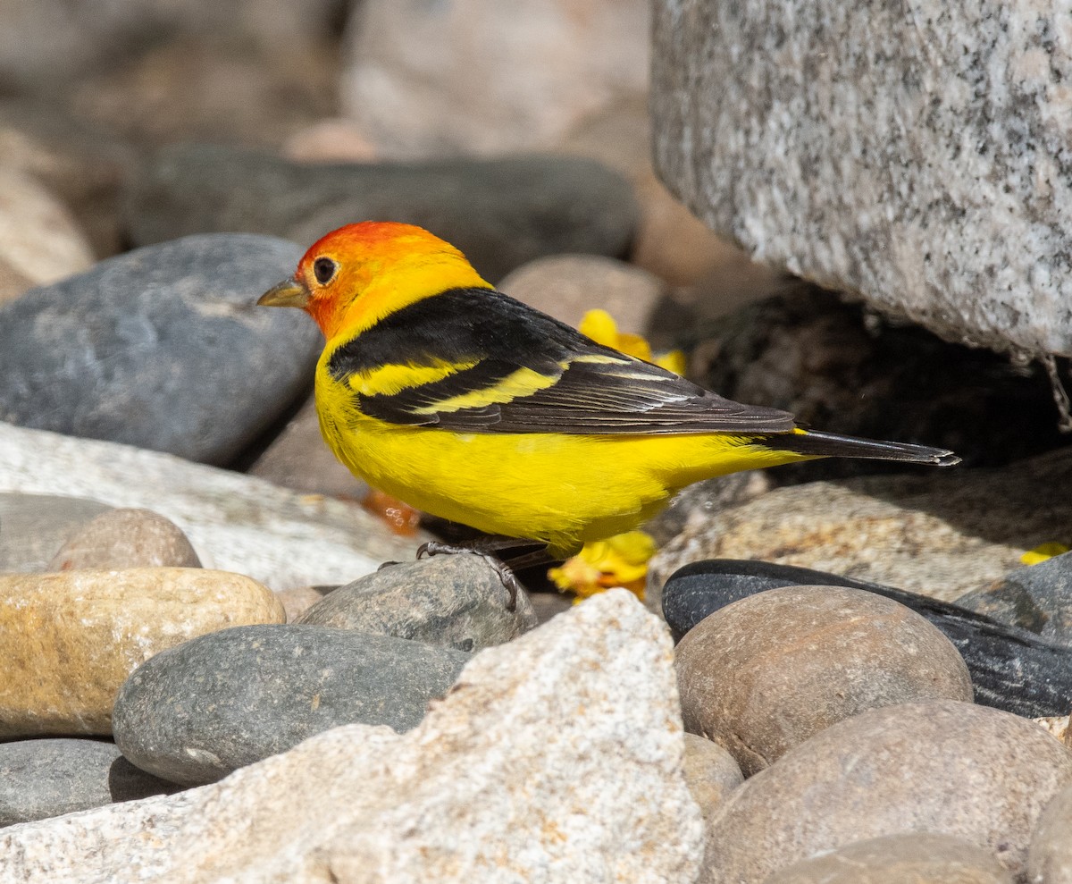 Western Tanager - ML617991970