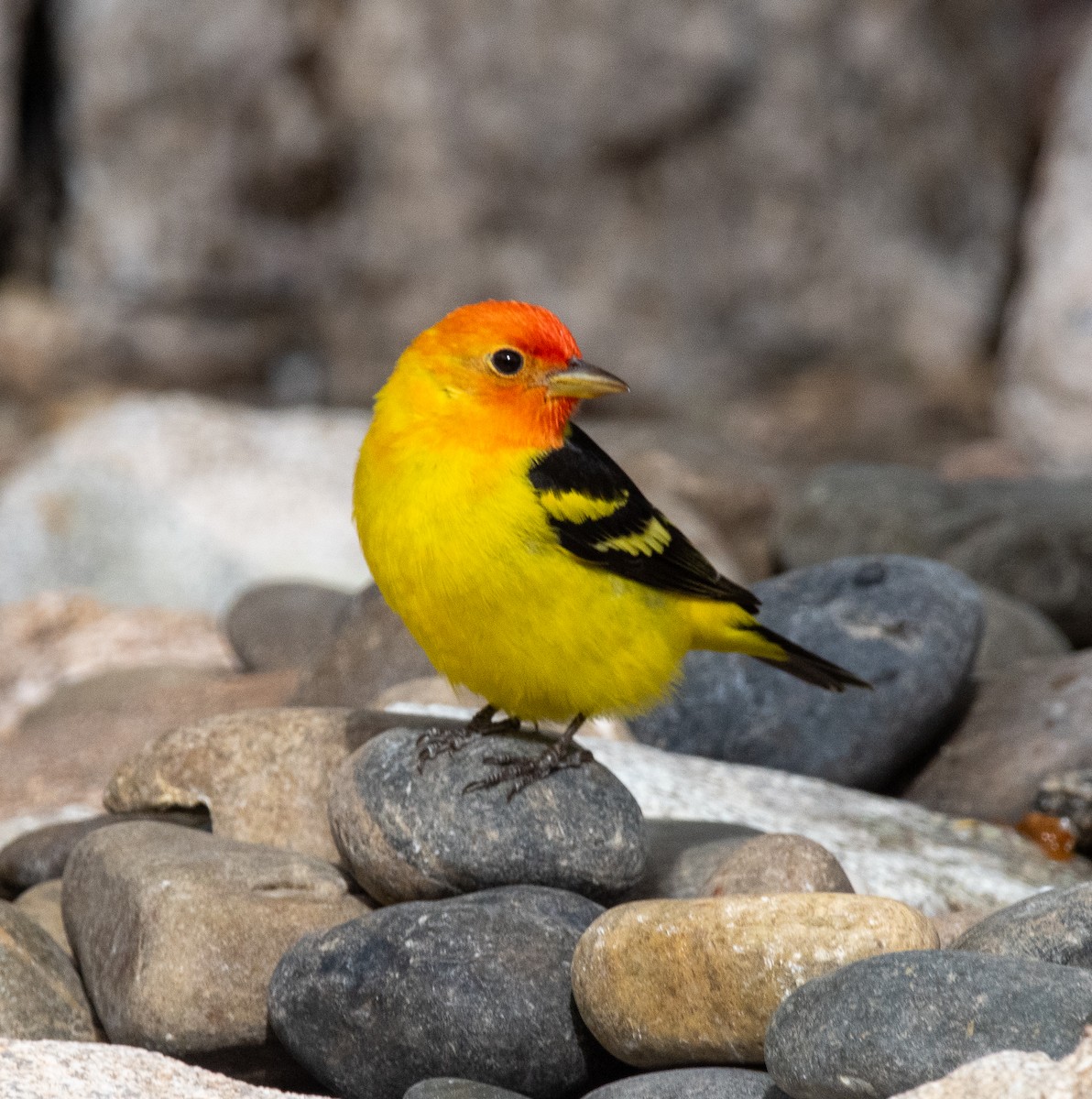 Western Tanager - ML617991971