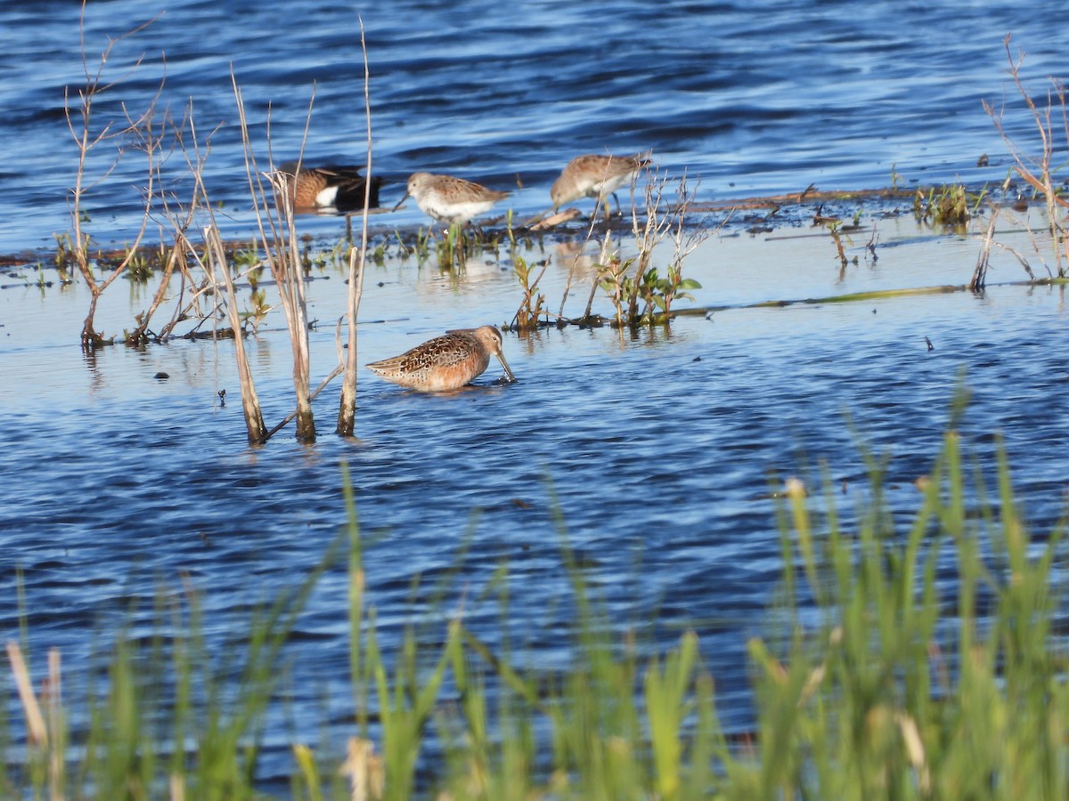 Long-billed Dowitcher - Mary Trombley