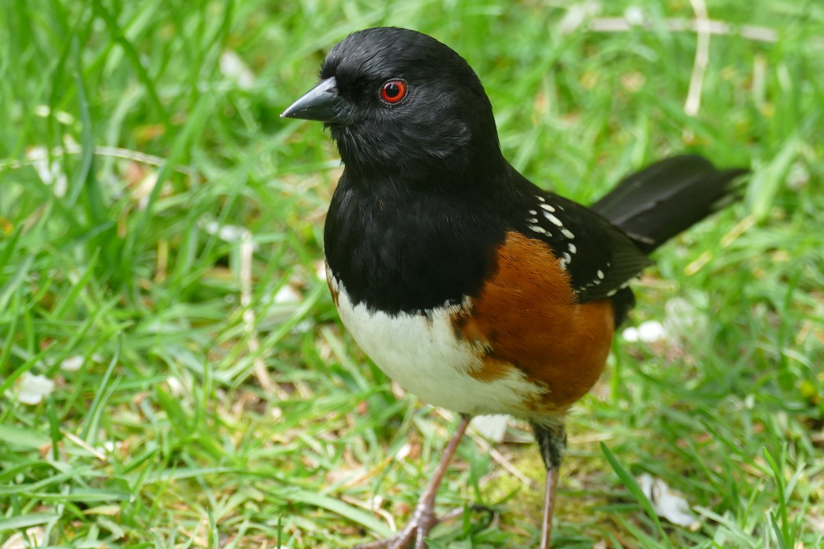 Spotted Towhee - ML617991989