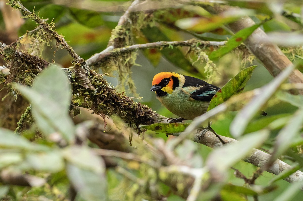 Flame-faced Tanager (Yellow-faced) - ML617991993