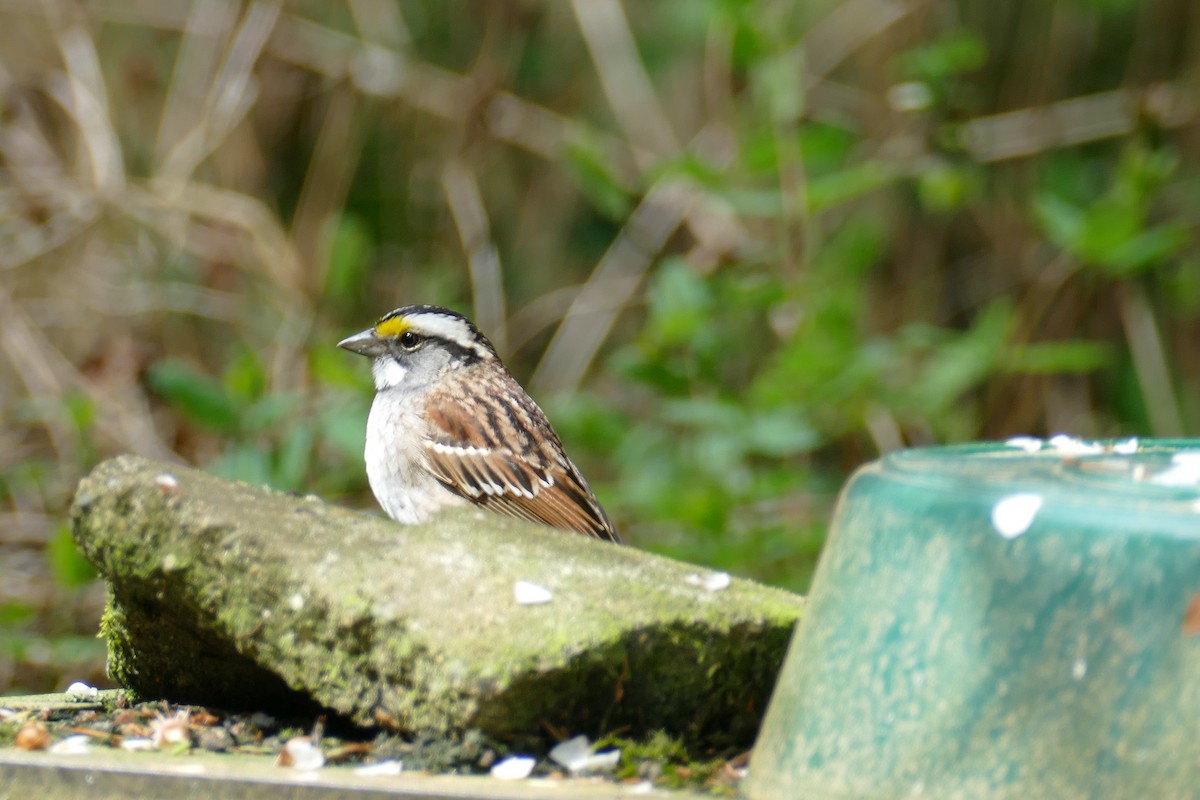 White-throated Sparrow - ML617991997
