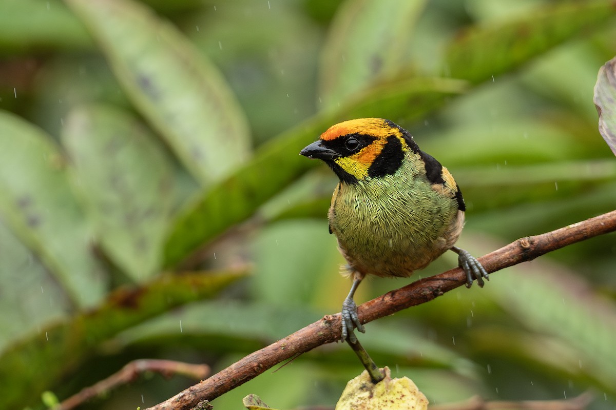 Flame-faced Tanager - ML617992022