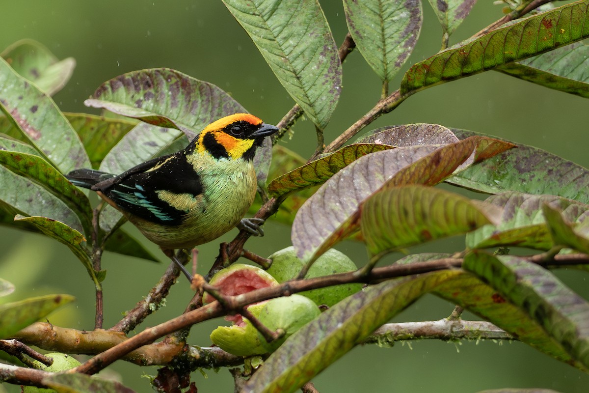 Flame-faced Tanager - Joshua Covill