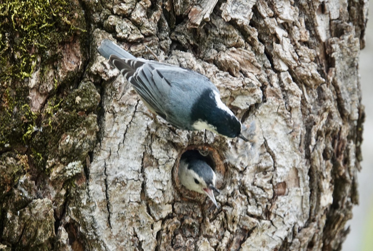 White-breasted Nuthatch - Monica P