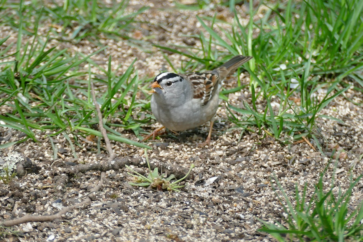 White-crowned Sparrow (pugetensis) - ML617992049