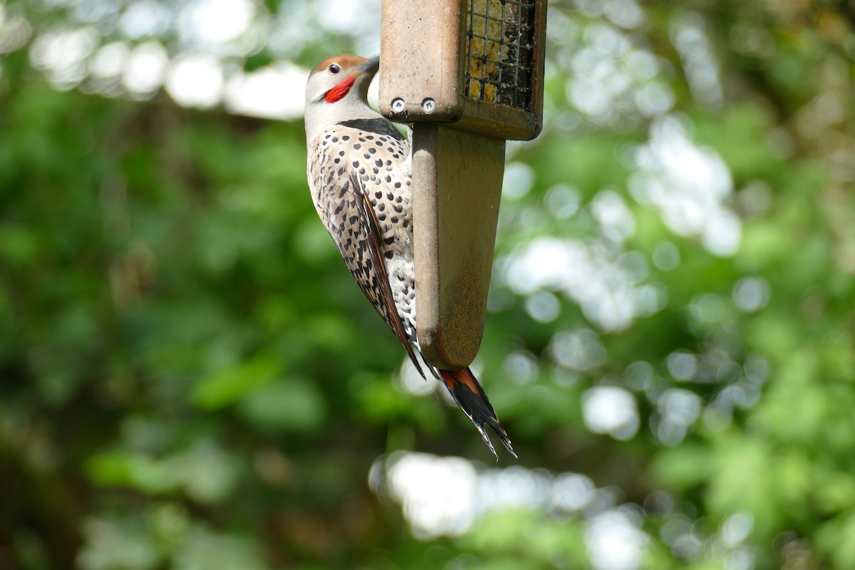 Northern Flicker (Red-shafted) - ML617992119