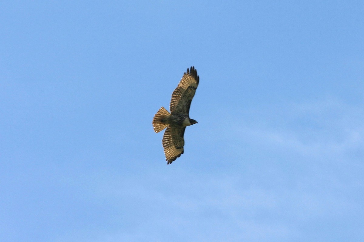 Red-tailed Hawk - ML617992126