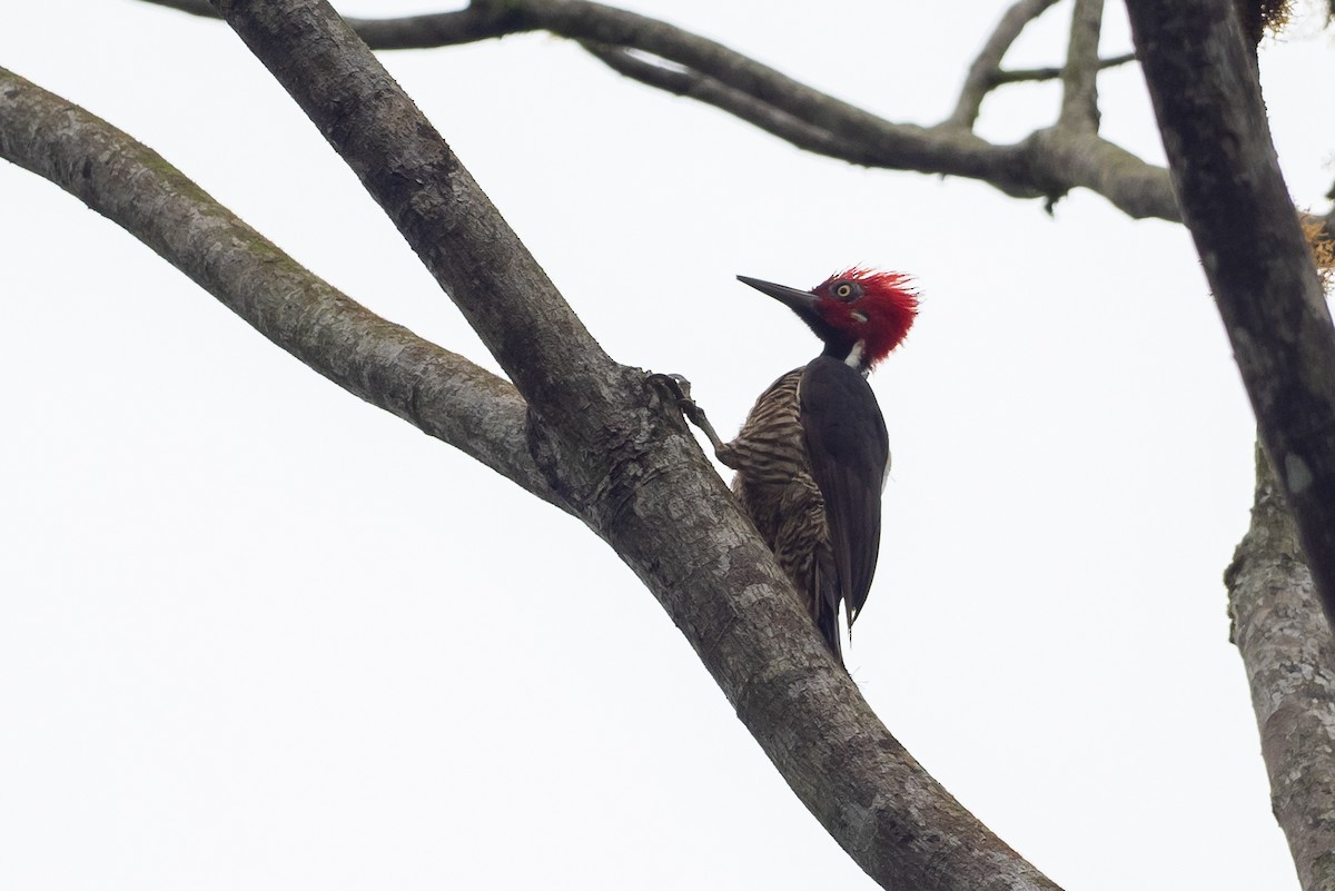 Guayaquil Woodpecker - Joshua Covill