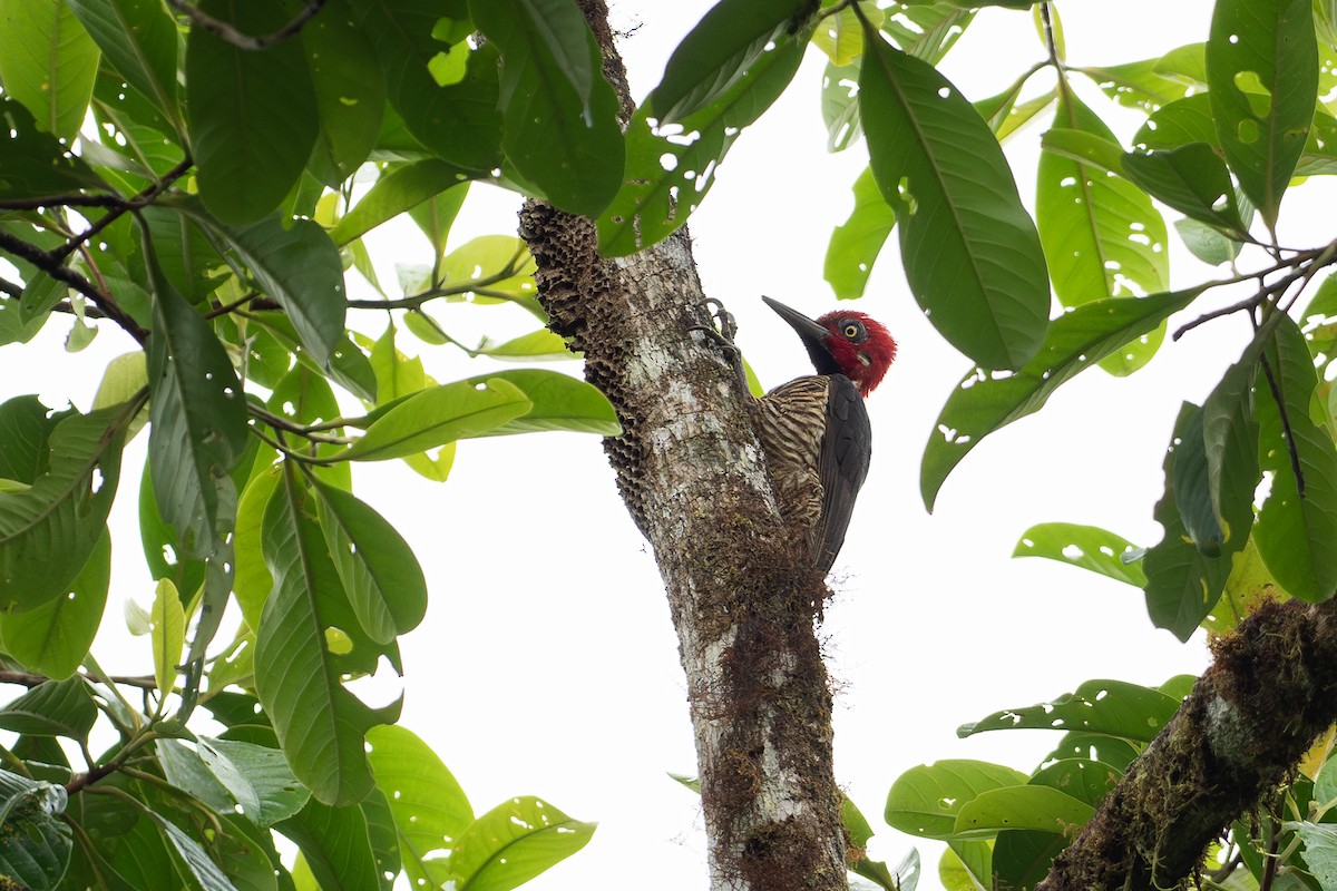 Guayaquil Woodpecker - ML617992139