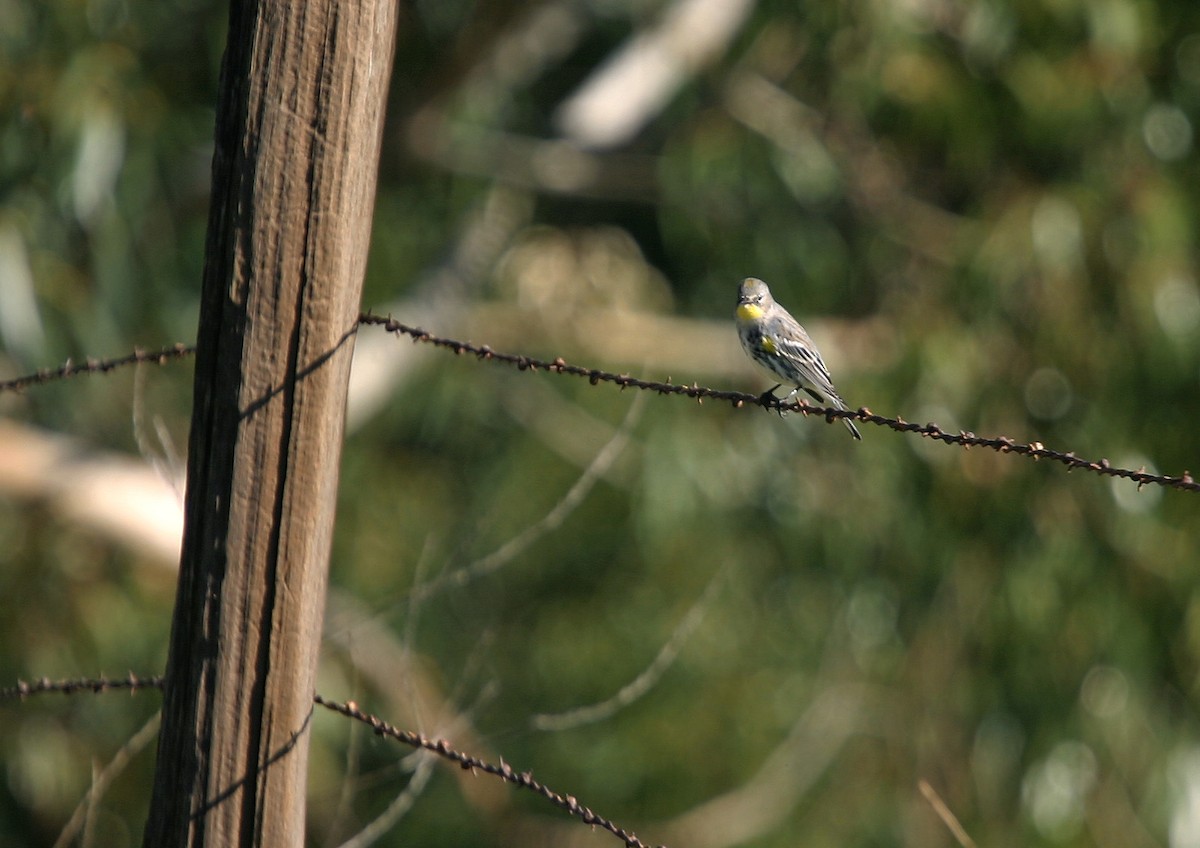 Yellow-rumped Warbler (Audubon's) - ML617992146
