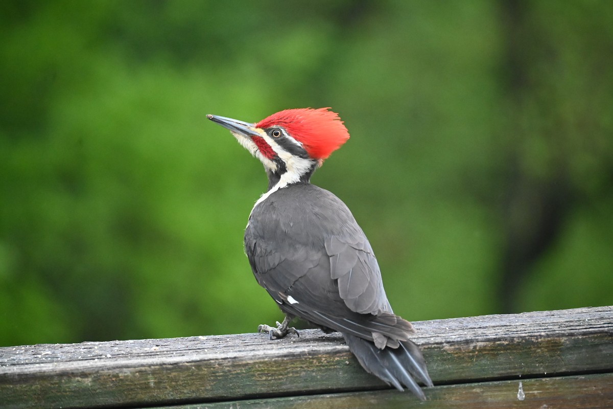 Pileated Woodpecker - ML617992155