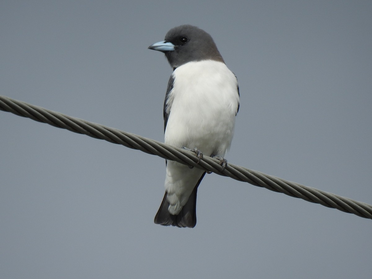 White-breasted Woodswallow - ML617992183
