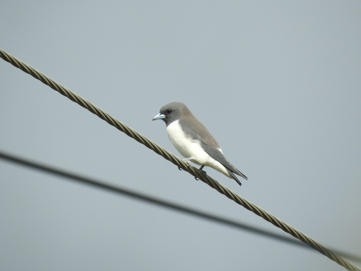 White-breasted Woodswallow - ML617992184