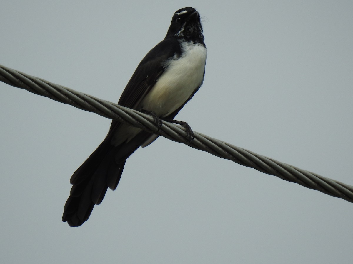 Willie-wagtail - ML617992188