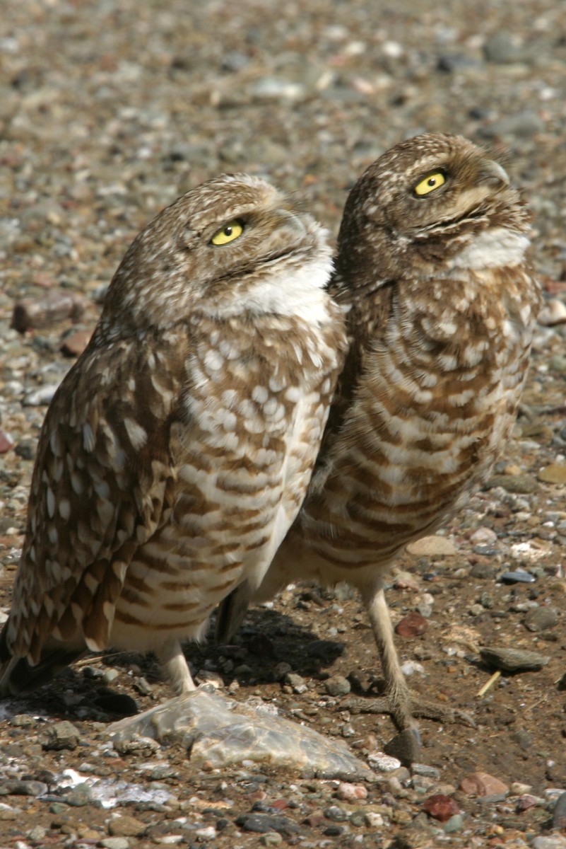 Burrowing Owl - ML617992203