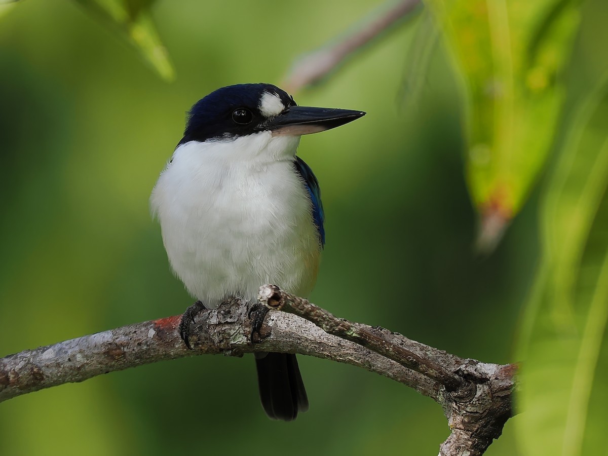 Forest Kingfisher - ML617992213