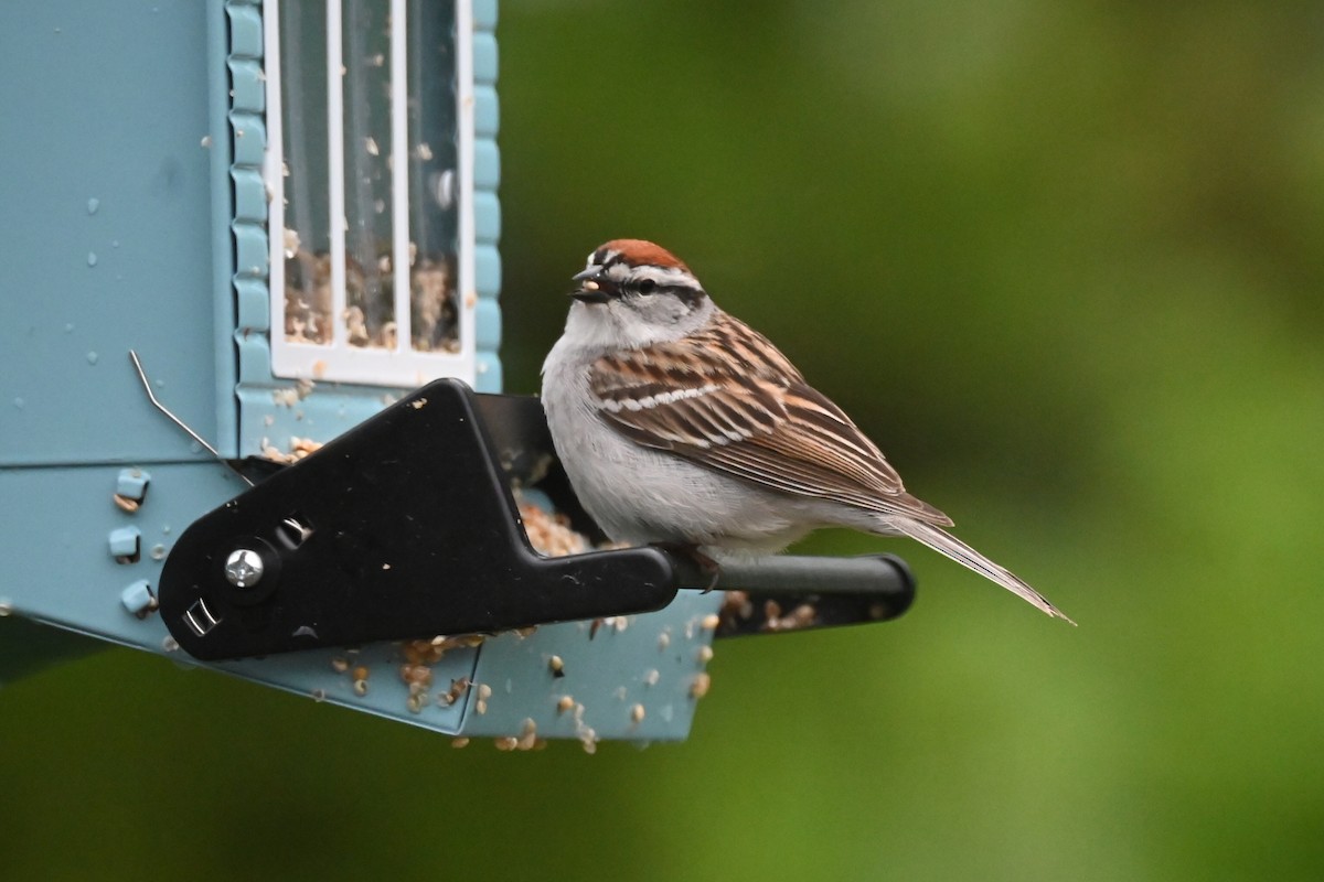 Chipping Sparrow - ML617992242