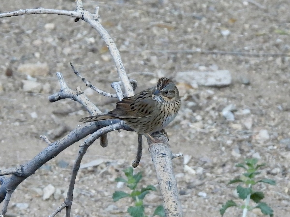 Lincoln's Sparrow - Sandy and Stephen Birge