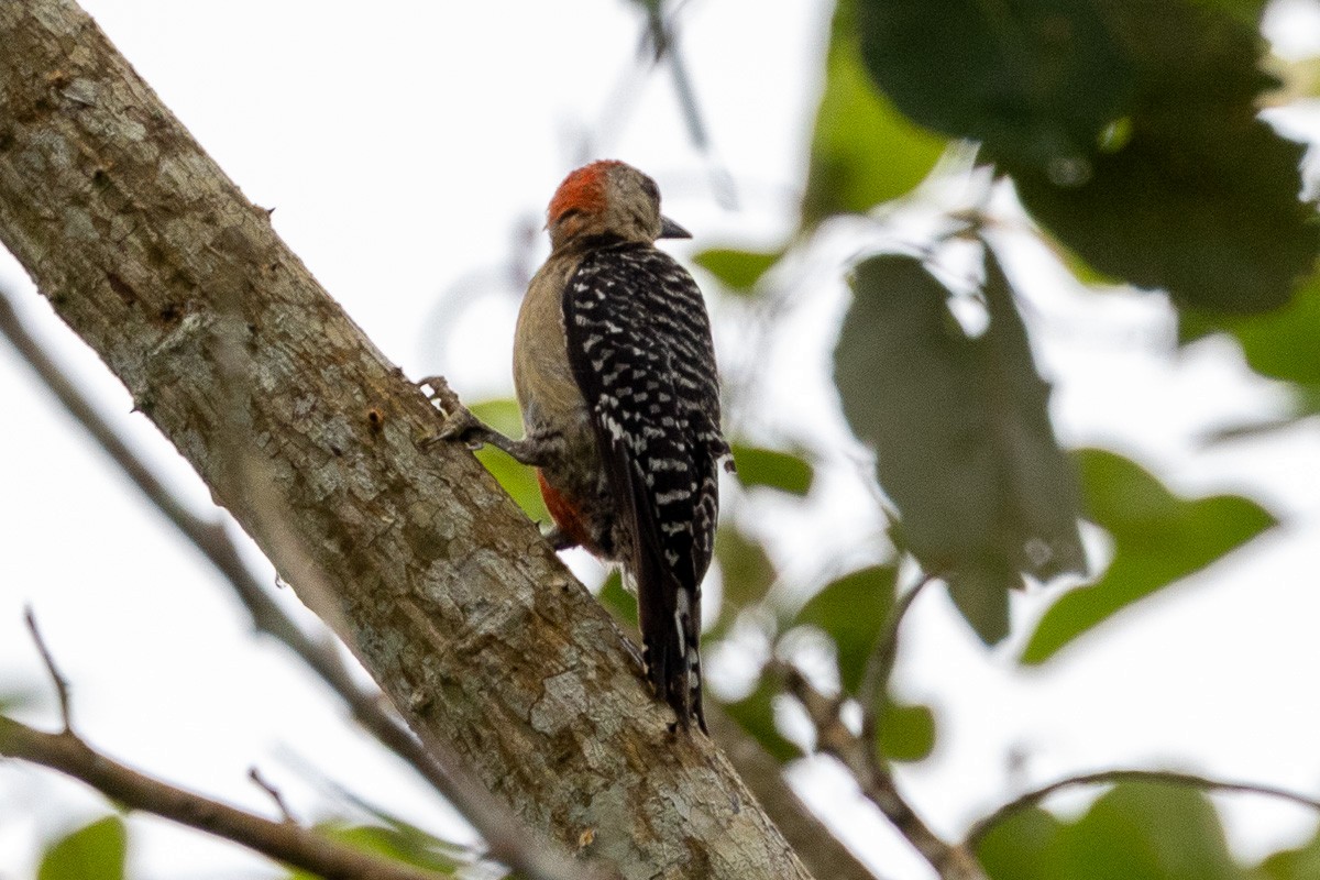 Red-crowned Woodpecker - ML617992270