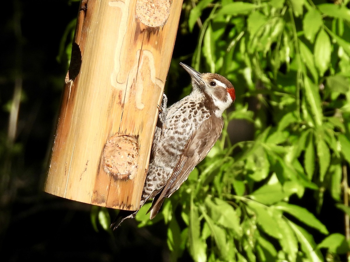Arizona Woodpecker - Sandy and Stephen Birge