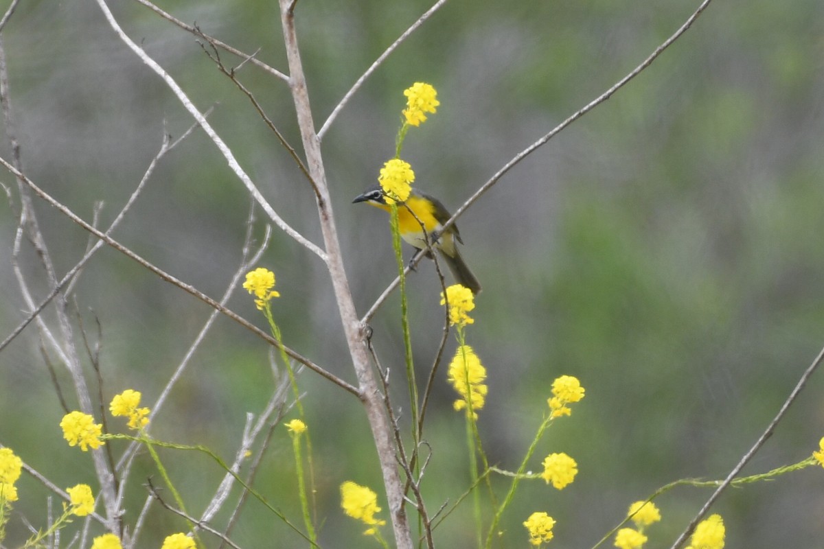Yellow-breasted Chat - ML617992321