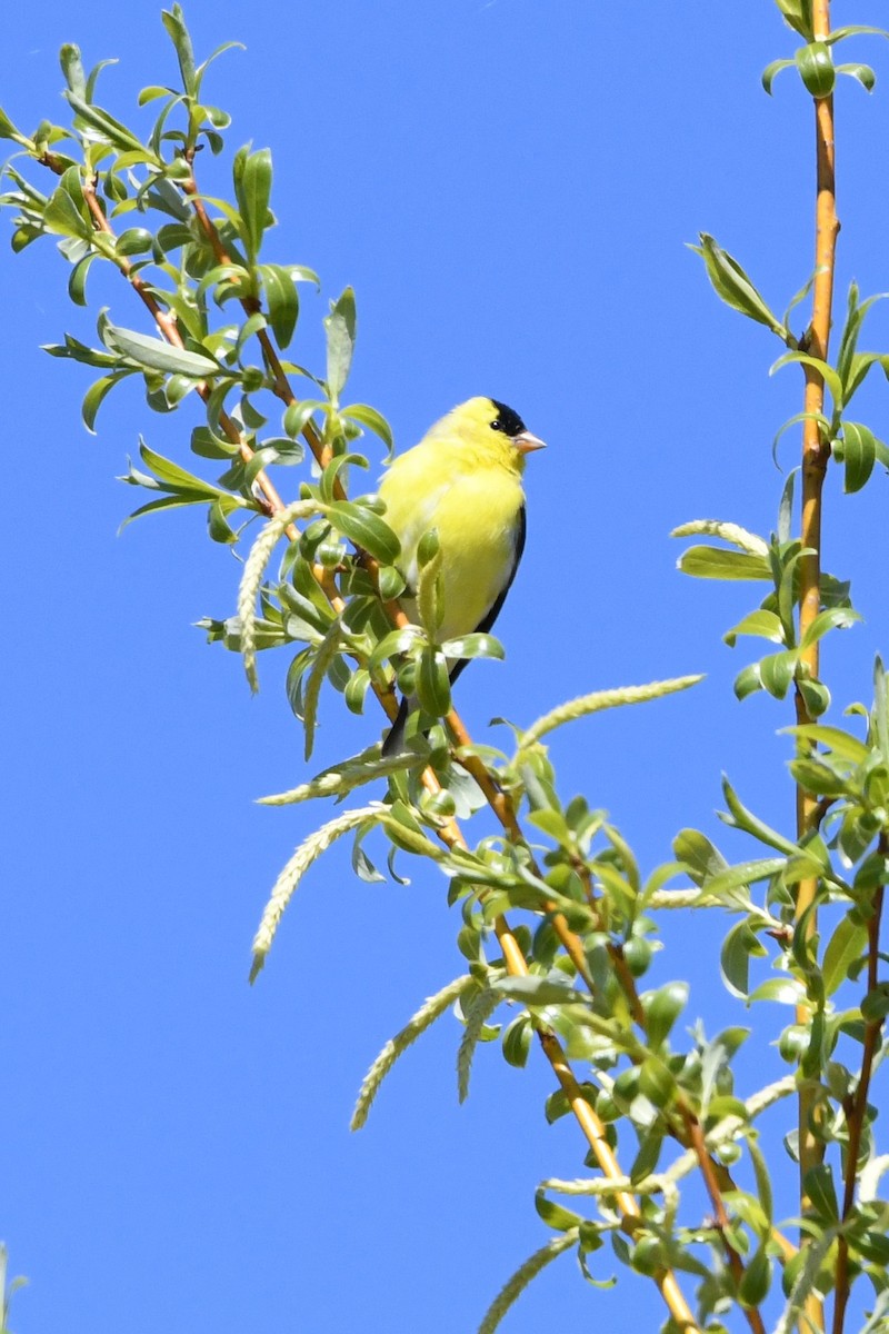 American Goldfinch - Donna Carter