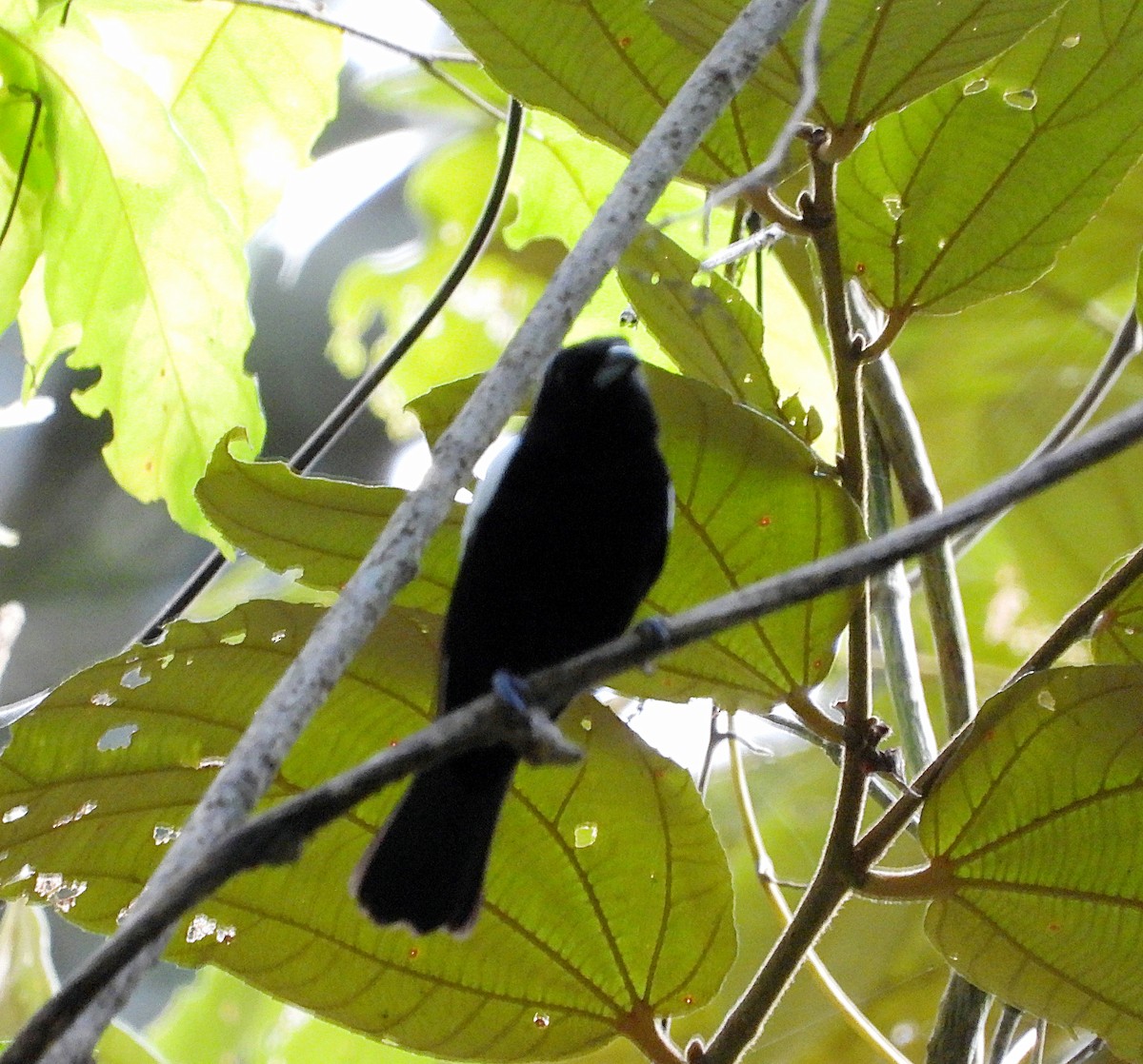 White-shouldered Tanager - ML617992427