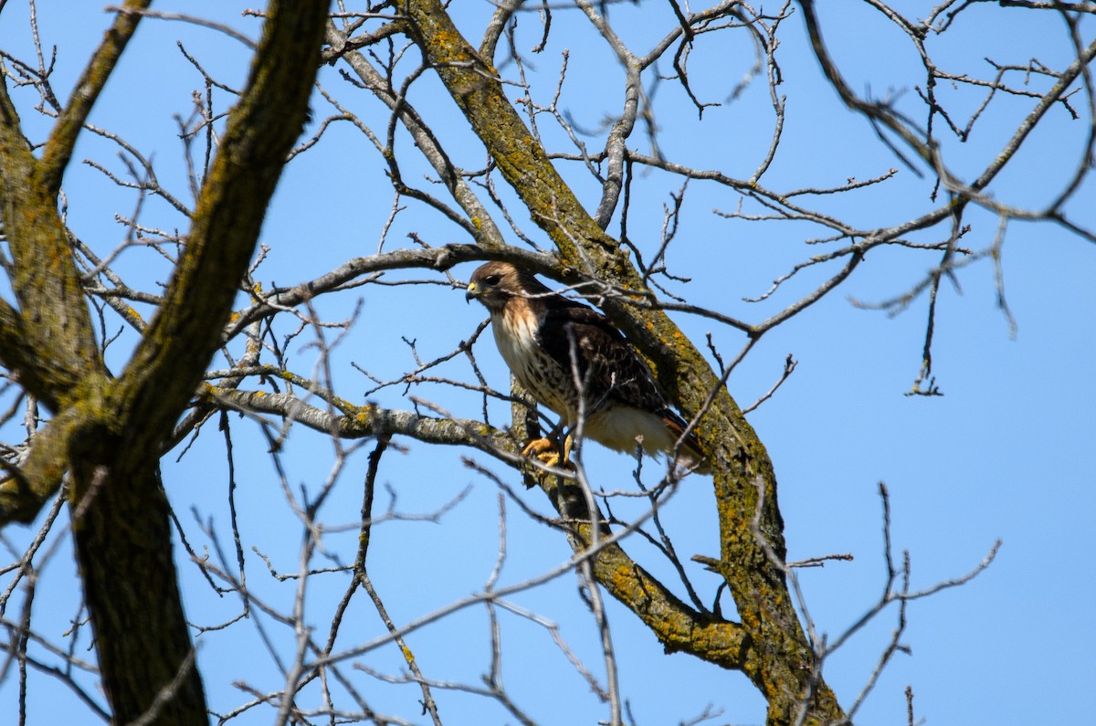 Red-tailed Hawk - ML617992449