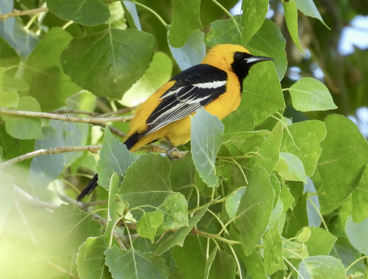 Hooded Oriole - Chris Parsons