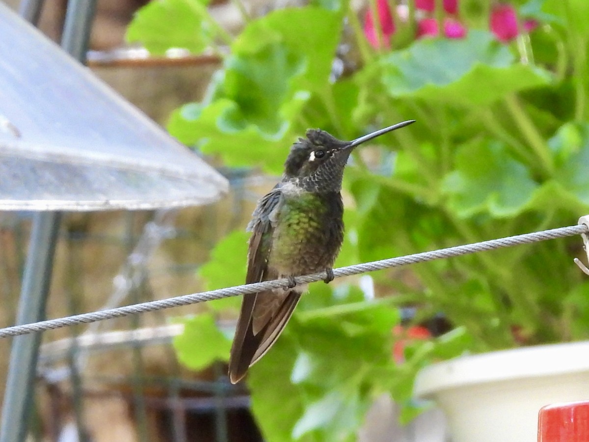 Rivoli's Hummingbird - ML617992457