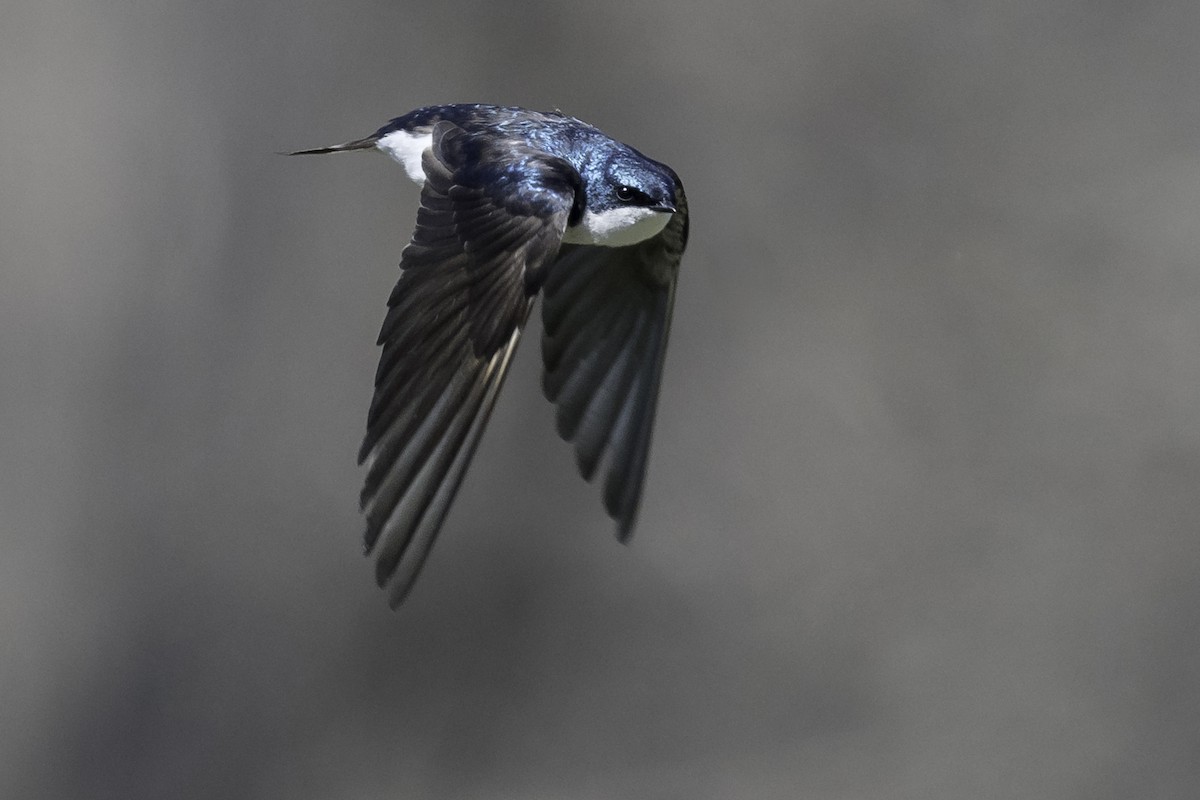 Tree Swallow - Stan Deutsch