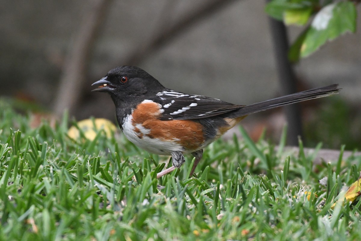 Spotted Towhee - ML617992489