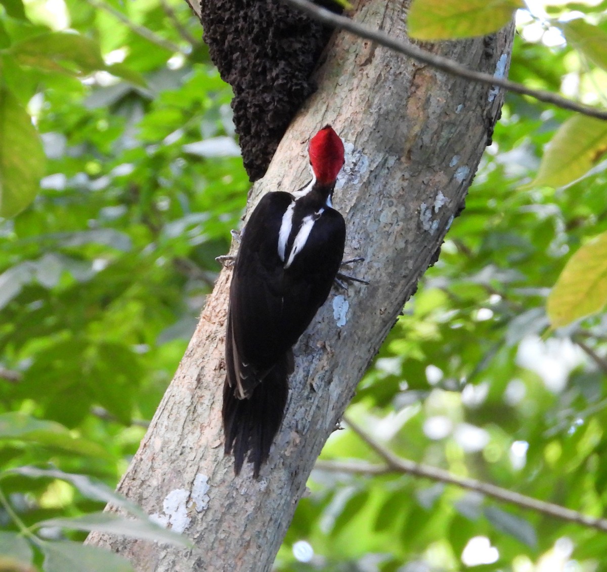 Crimson-crested Woodpecker - ML617992500