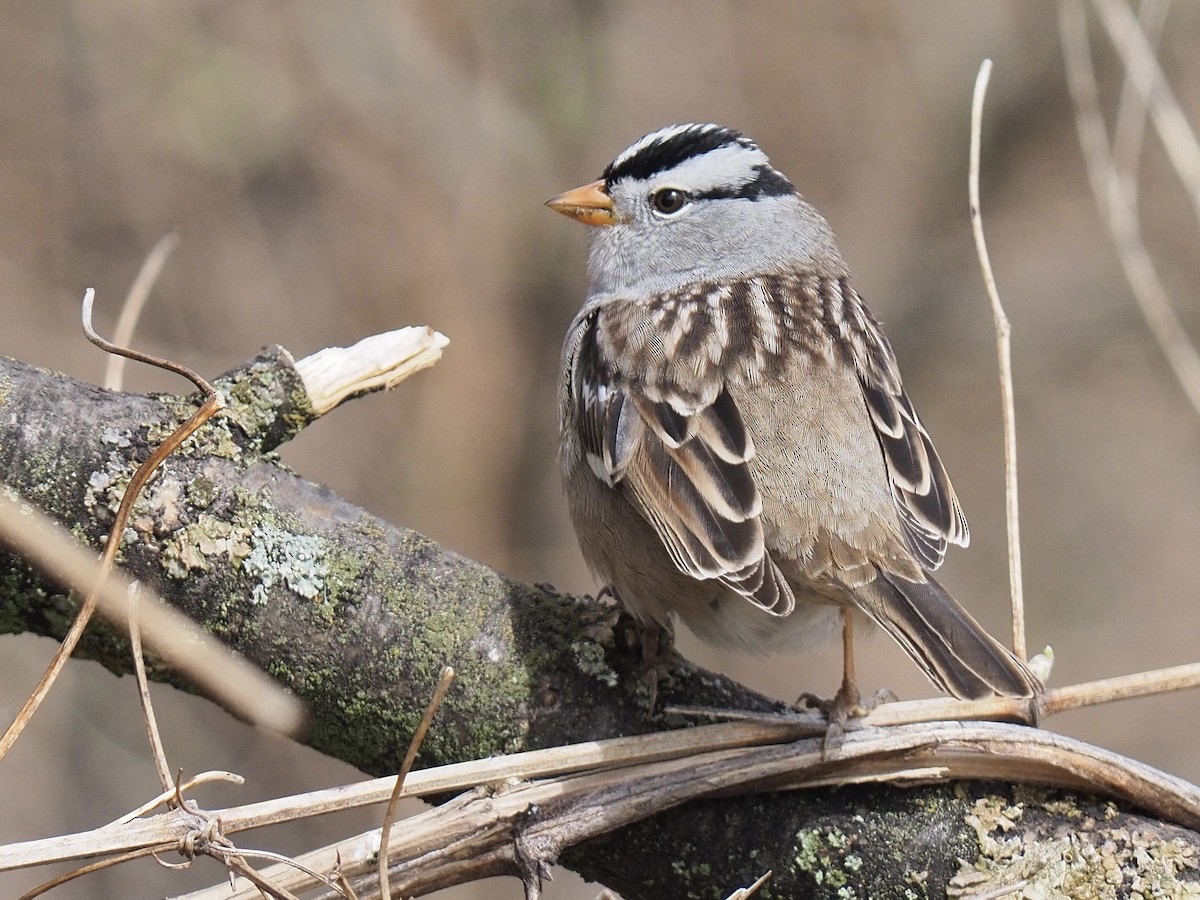 White-crowned Sparrow - ML617992536