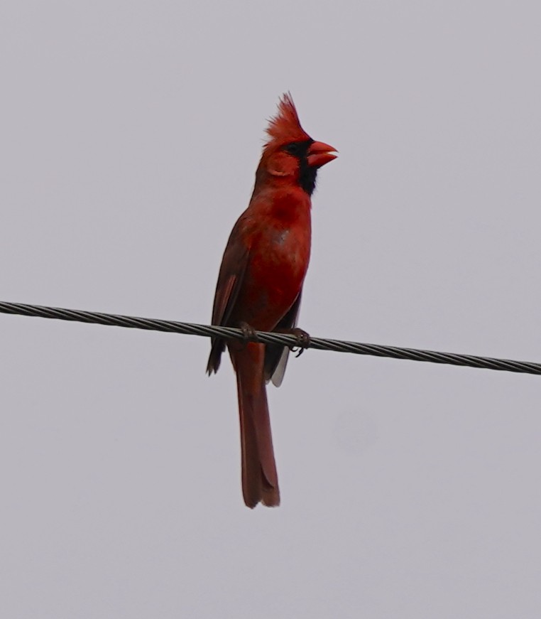 Cardinal rouge - ML617992538