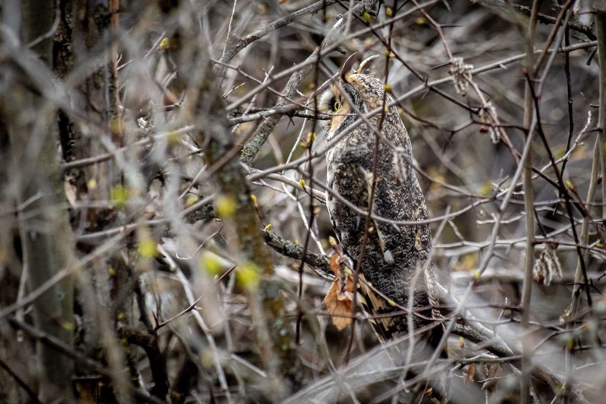 Long-eared Owl - ML617992541