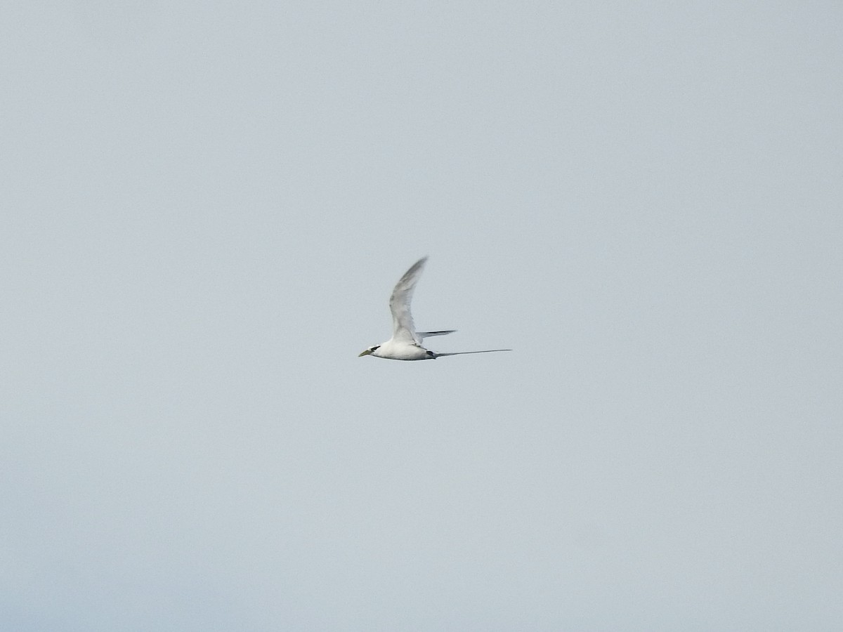 White-tailed Tropicbird - ML617992568