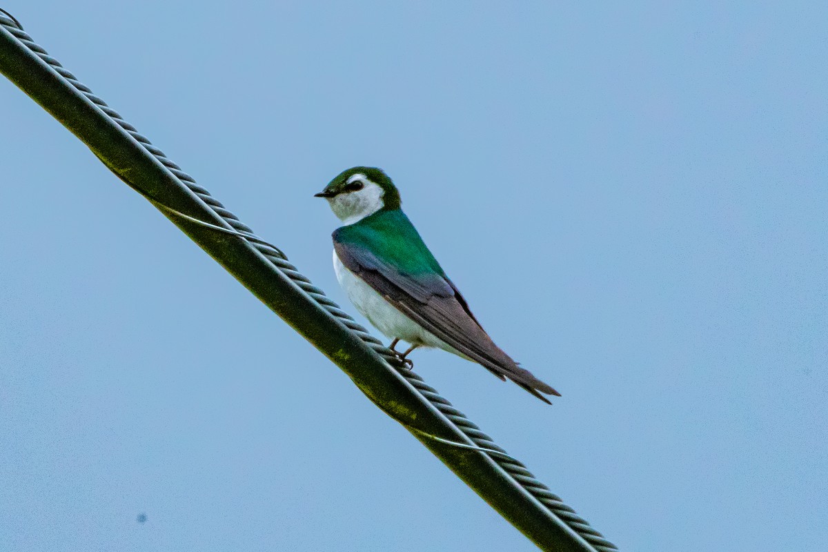 Violet-green Swallow - ML617992582