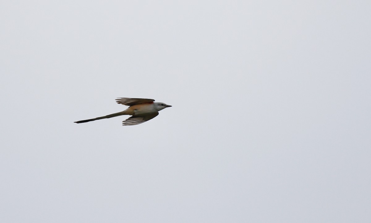 Scissor-tailed Flycatcher - Aaron Boone